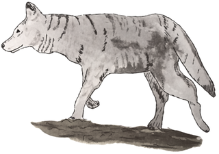 Illustration for article titled Coyote-Wolf Hybrids Have Invaded Washington, DC